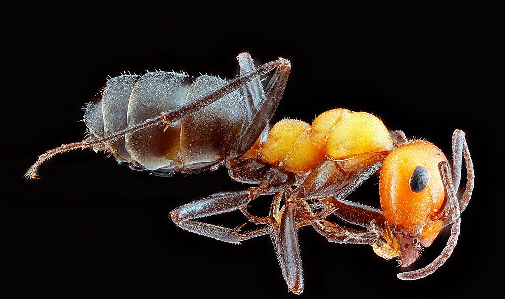 Ant Control service in Eagan, MN