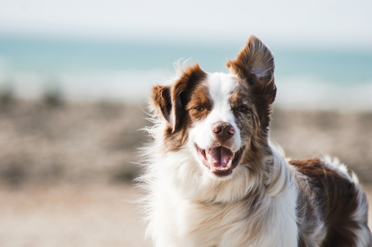 Flea & Tick Control service in Eagan, MN