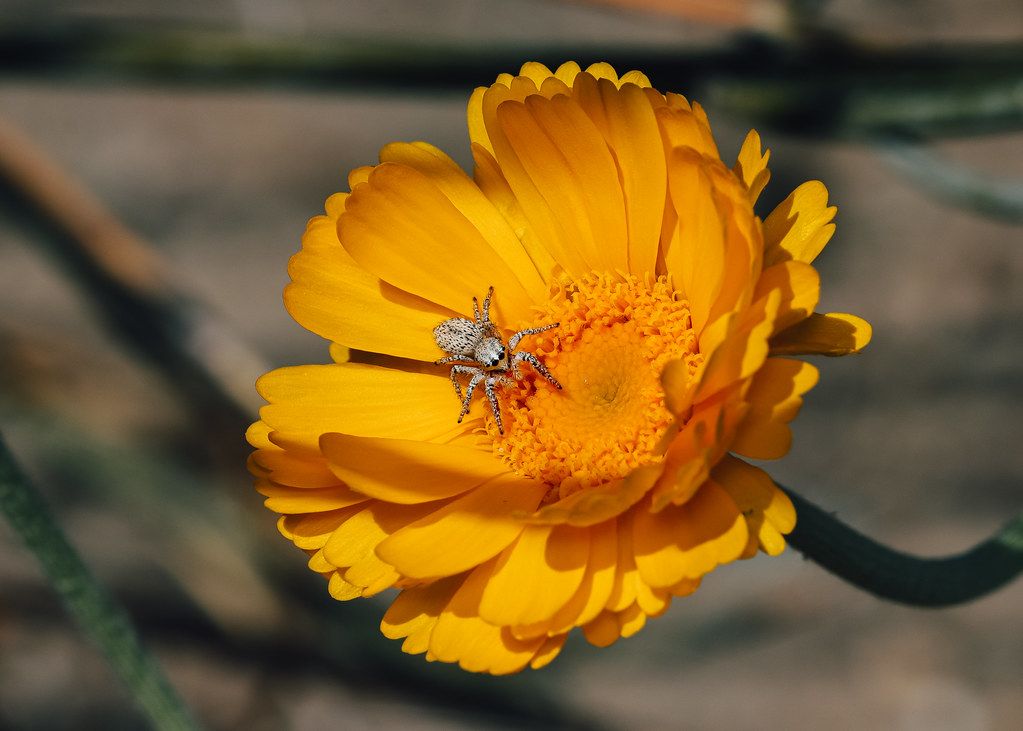 Spider Control service in Eagan, MN